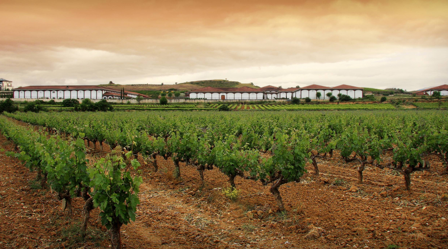 97 bodov pre víno Coto de Imaz Gran Reserva 2012