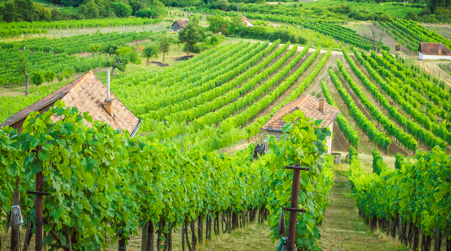 Vo vínach Nichta nájdete jedinečný terroir Tekova 