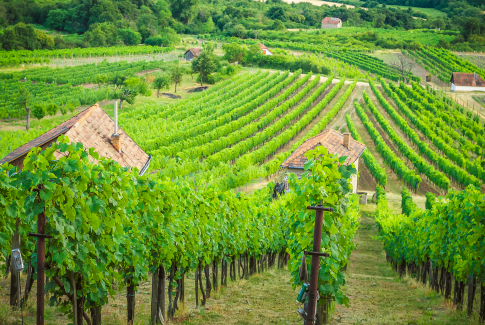 Vo vínach Nichta nájdete jedinečný terroir Tekova 