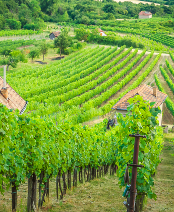 Vo vínach Nichta nájdete jedinečný terroir Tekova 